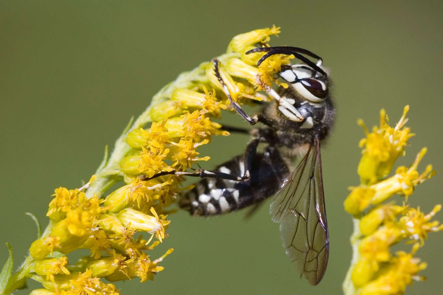 Bald faced hornet