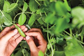Hand holding English pea pod on a pea plant