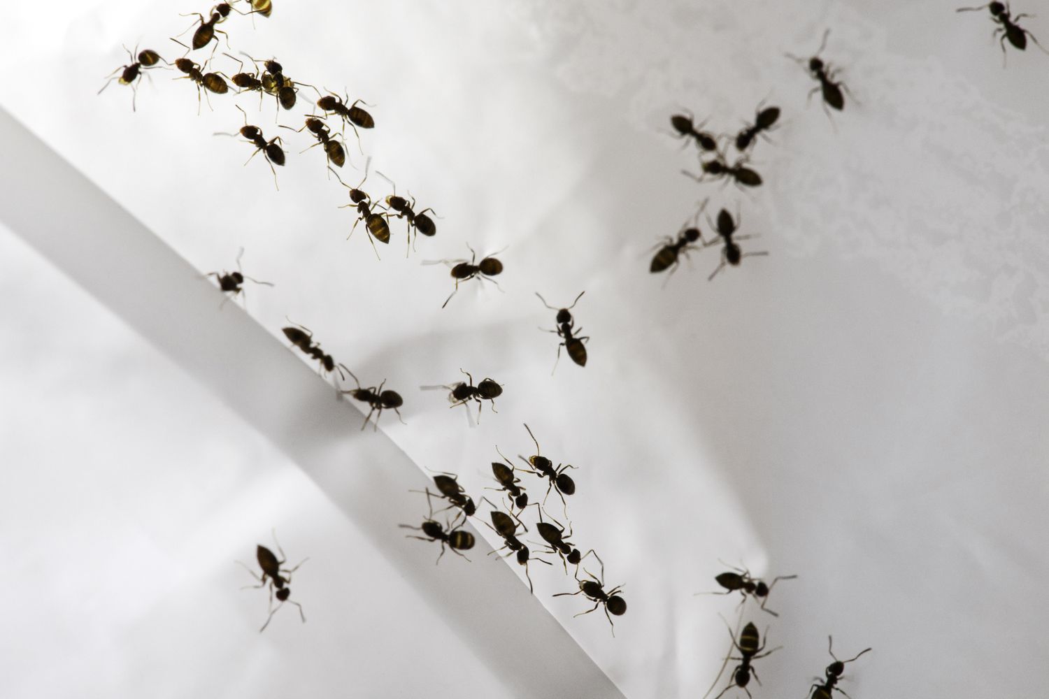 Several ants walking on a white surface viewed from above forming dispersed groups and moving in various directions