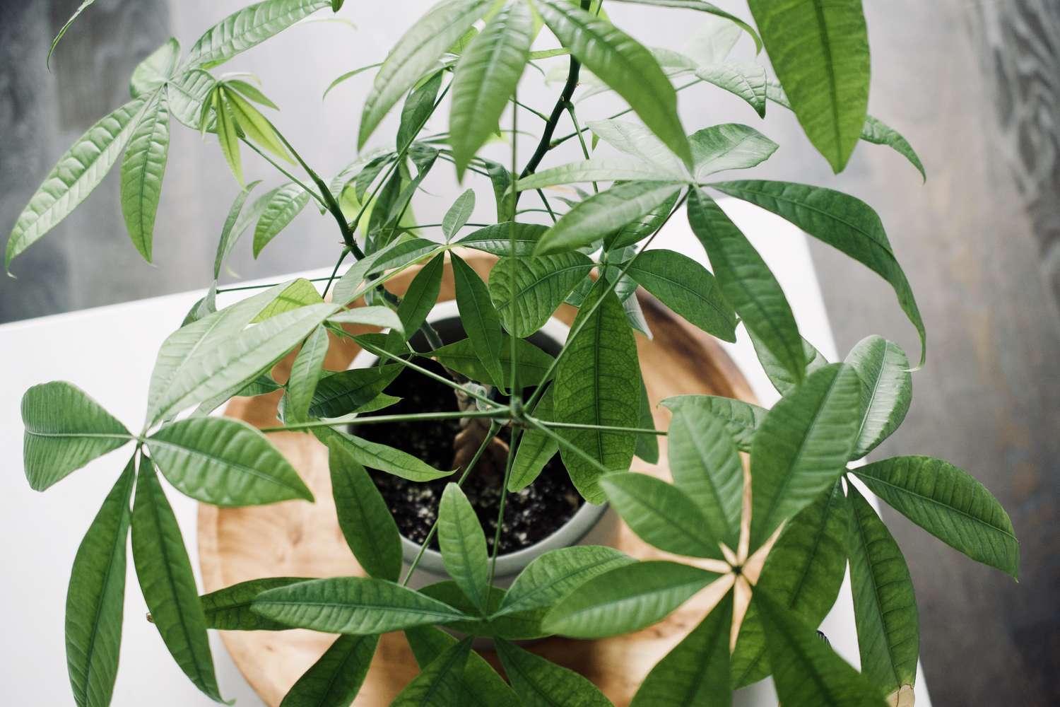A potted plant with broad starshaped leaves displayed on a wooden surface
