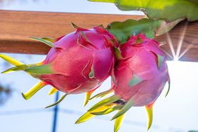 Two dragon fruits growing on a plant with sunlight shining through