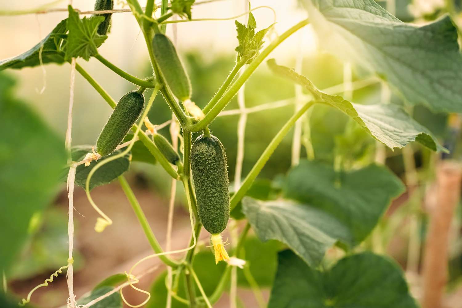Cucumber on trellis