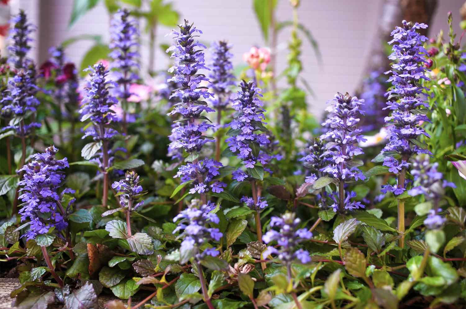 ajuga