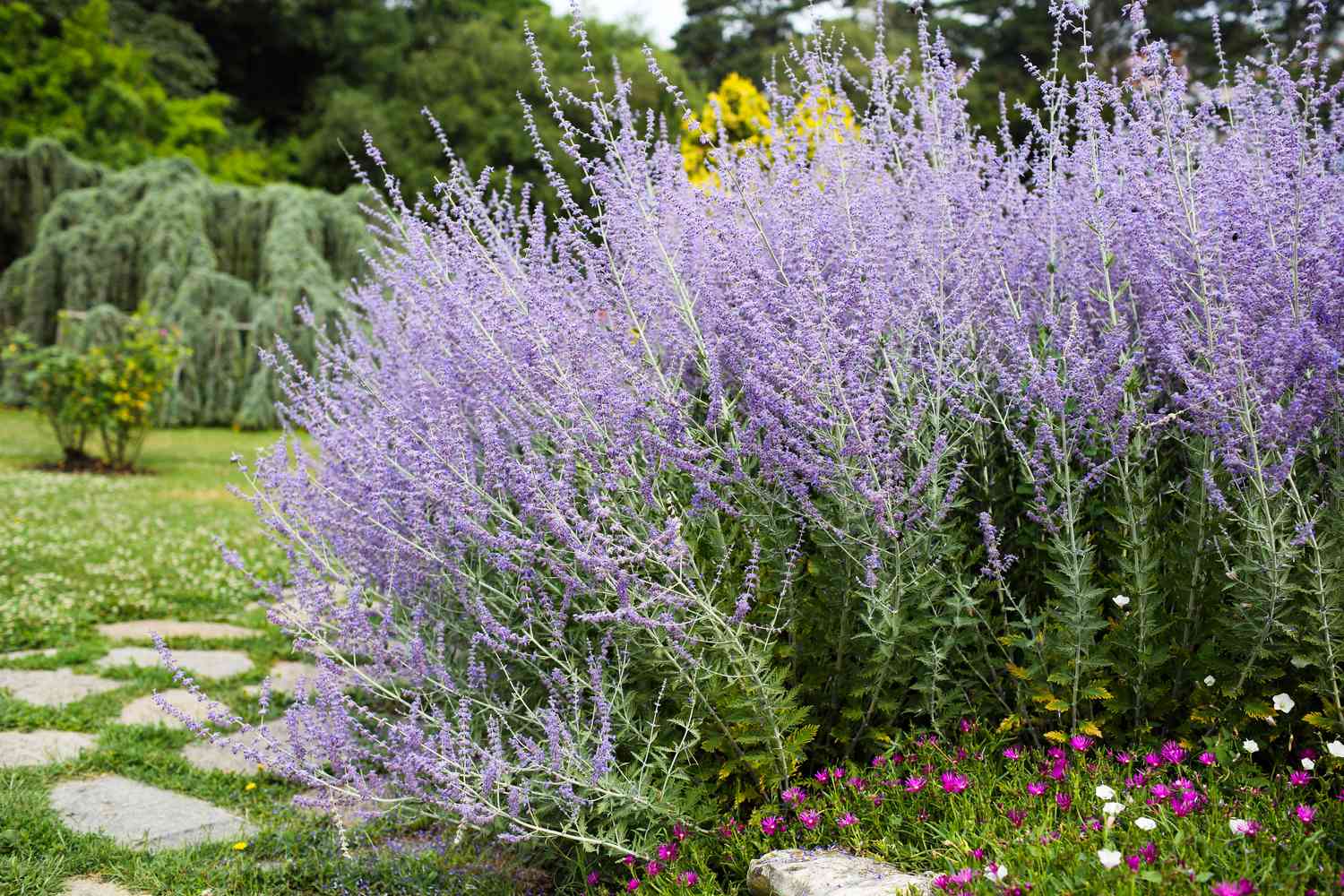 purple russian sage in the garden