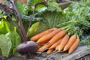 Assorted freshly harvested vegetables with leaves including carrots beetroot and cabbage arranged on a wooden surface