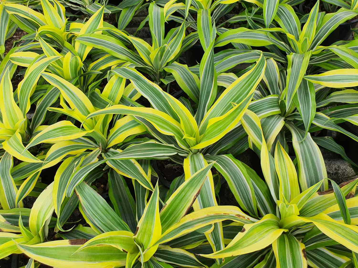 A grouping of dracaena plants showing their pointed leaves and striped patterns