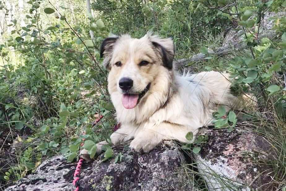 great pyrenees corgi