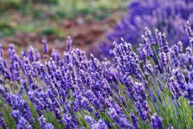 A field with blooming lavender flowers