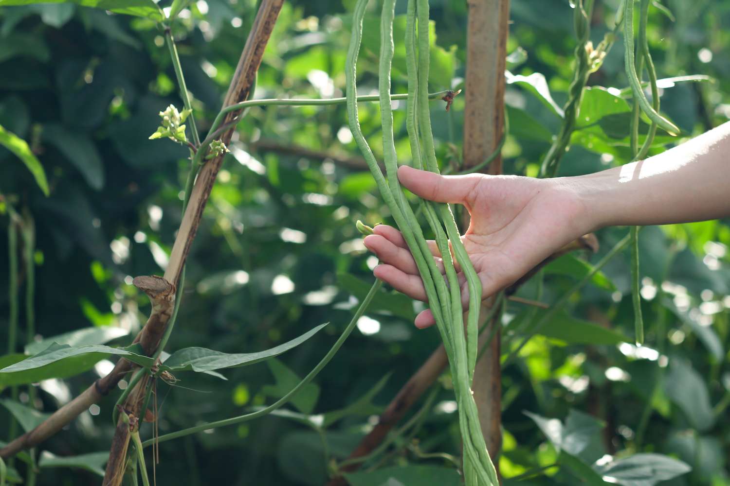 Hand holding long green beans on a vine