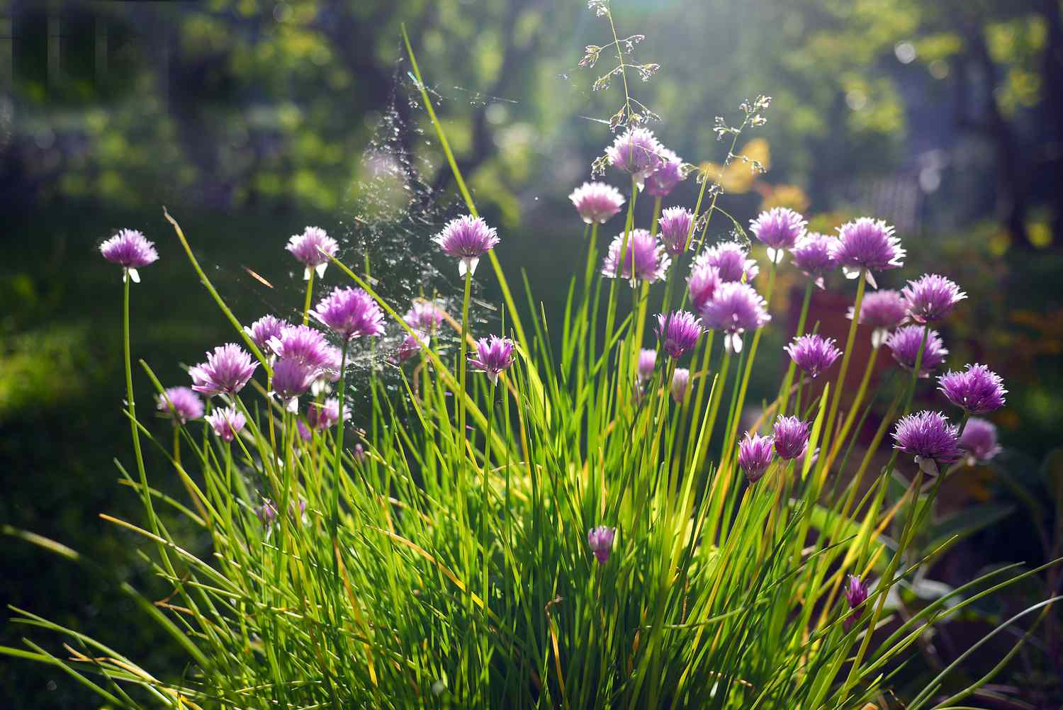Chives, scientific name Allium schoenoprasum, is a species of flowering plant in the family Amaryllidaceae that produces edible leaves and flowers.