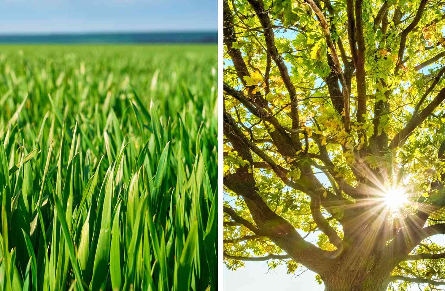 Rye grass and an oak tree