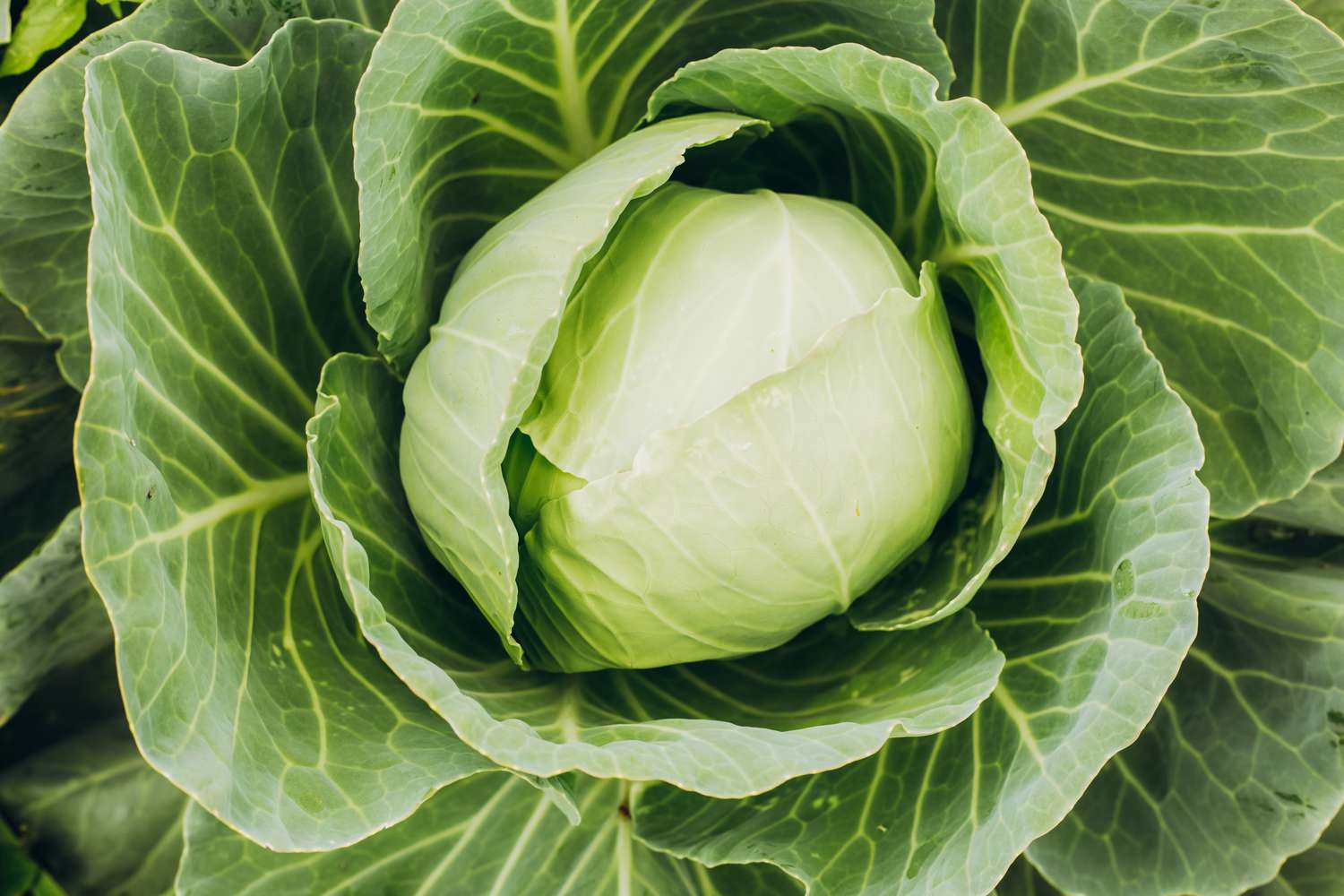 Cabbage
