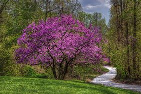 A tree with blooming flowers near a winding path surrounded by greenery
