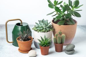 Various potted succulents and a watering can arranged on a surface