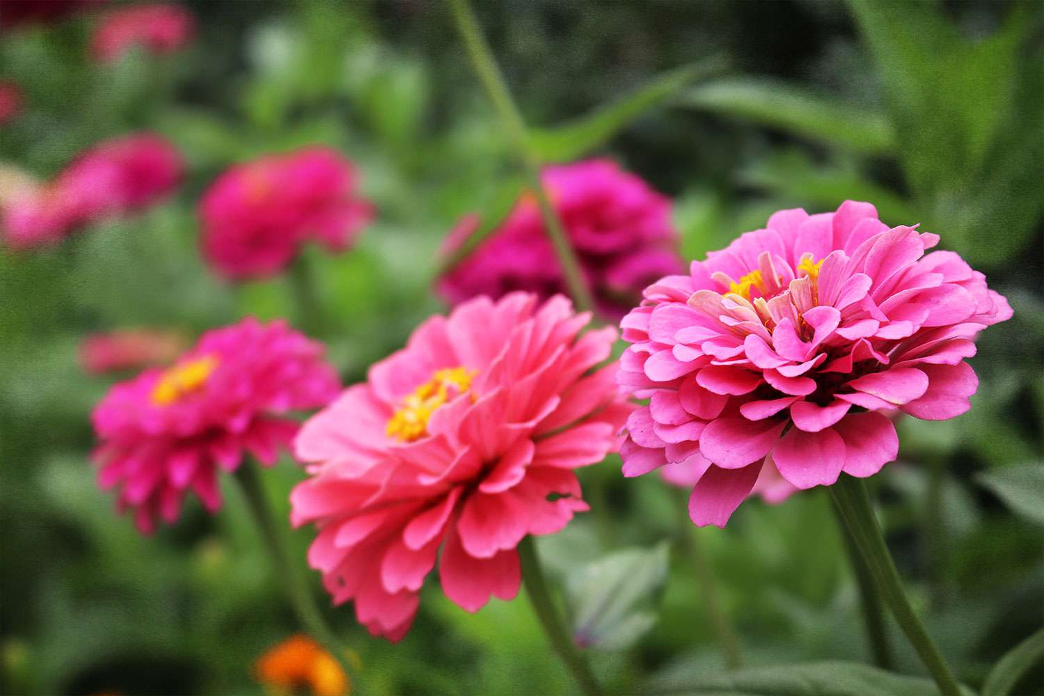 Zinnia