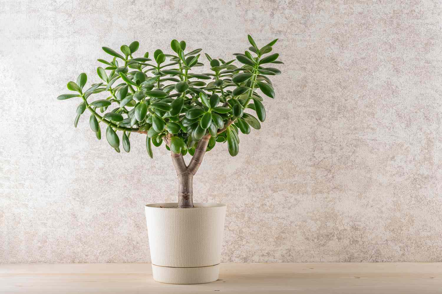 Jade plant