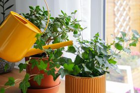 a water can watering a houseplant