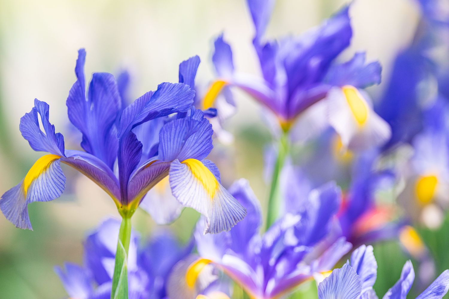 Dutch iris
