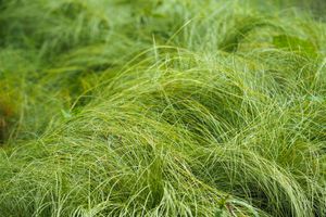 carex lawn