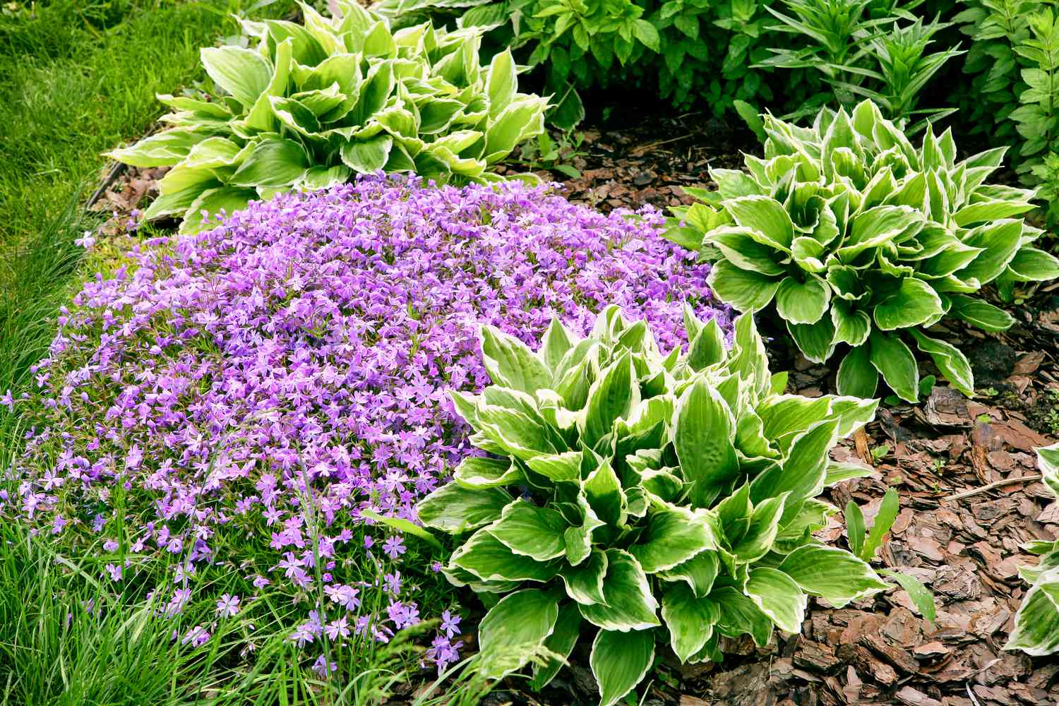 Mulch in landscape with hostas and phlox