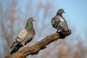 Two pigeons perched on a tree branch one facing forward and the other turned to the side