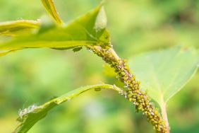 aphids