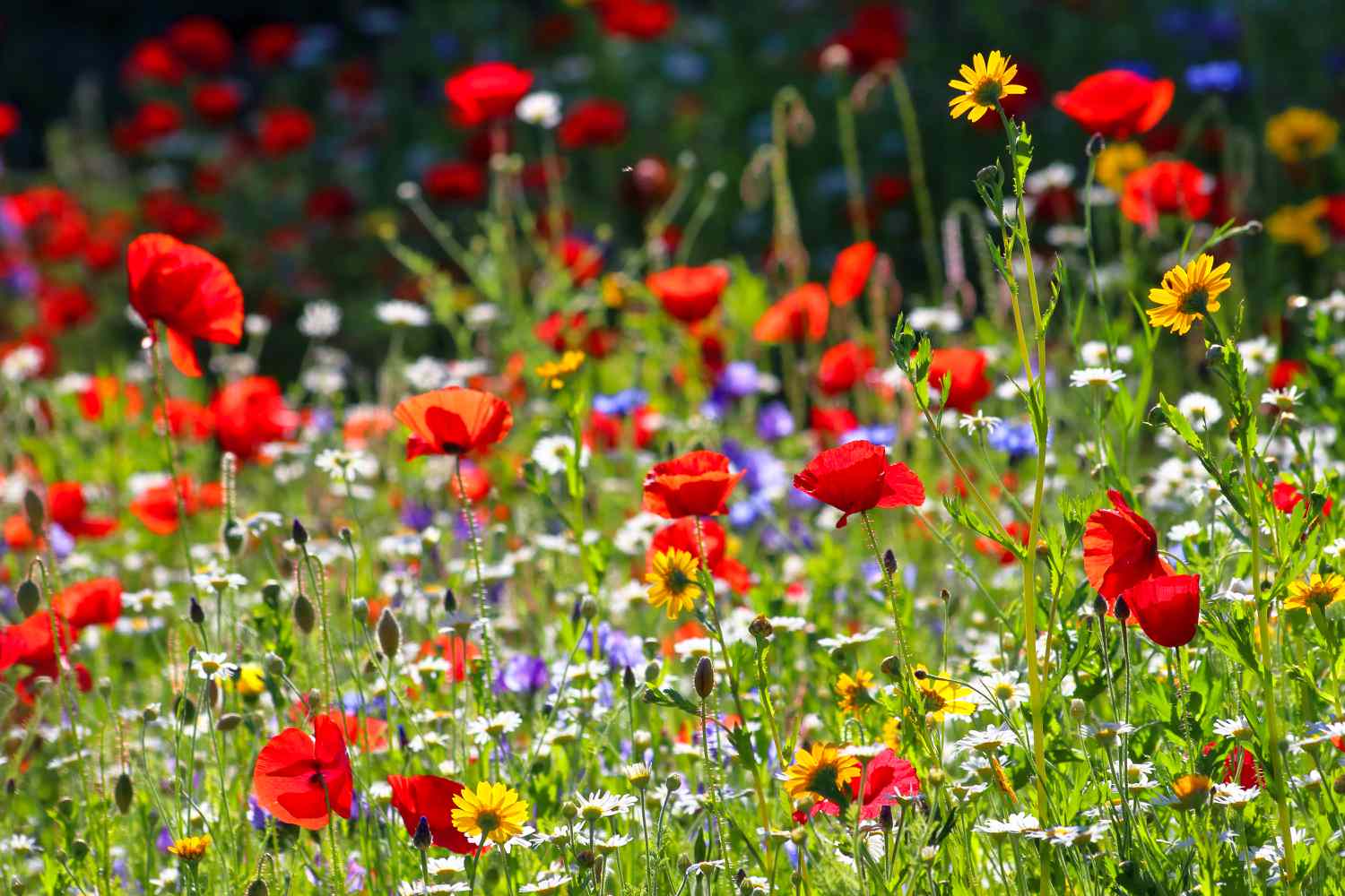 Wildflower meadow with red poppies