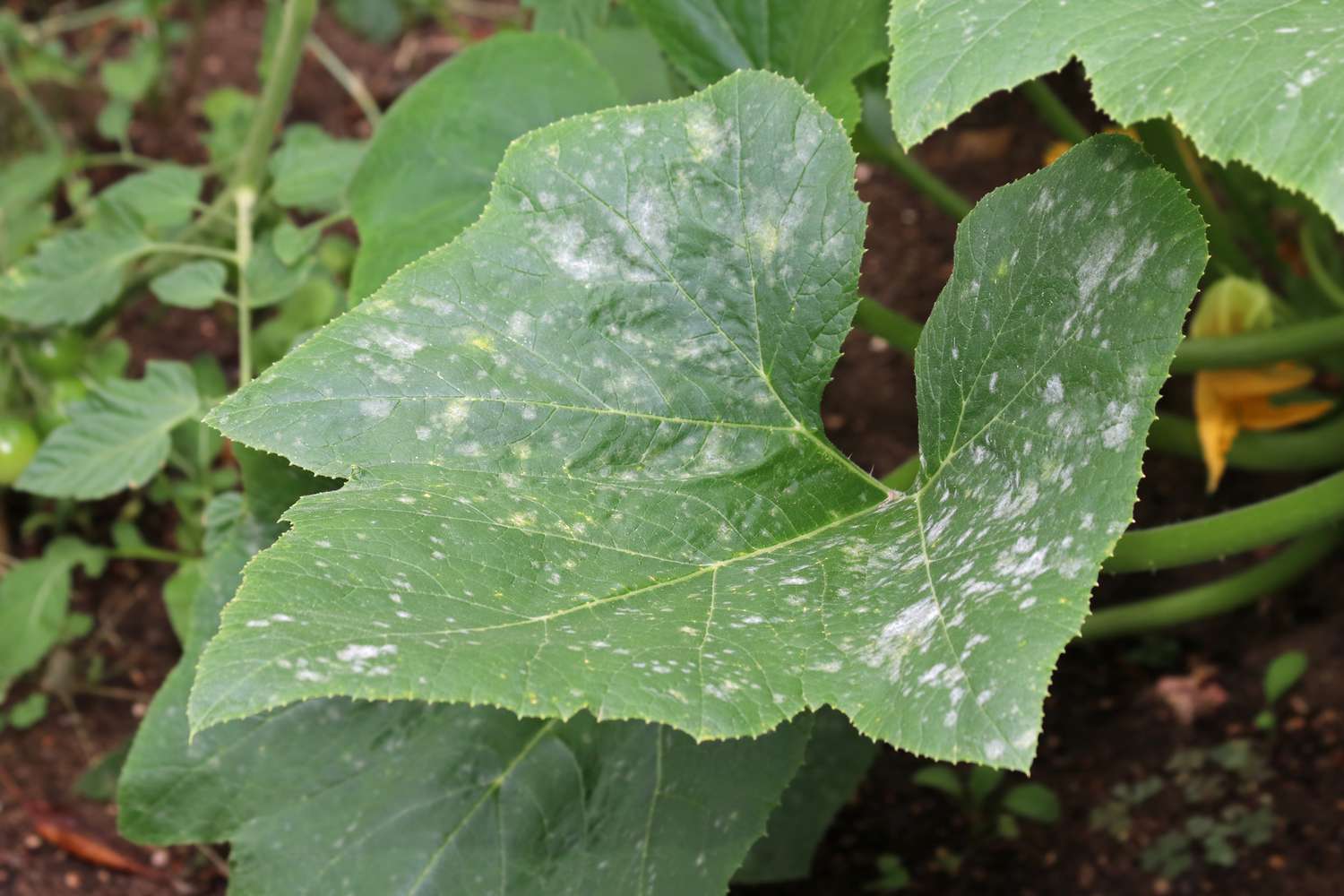 powdery mildew on leaves