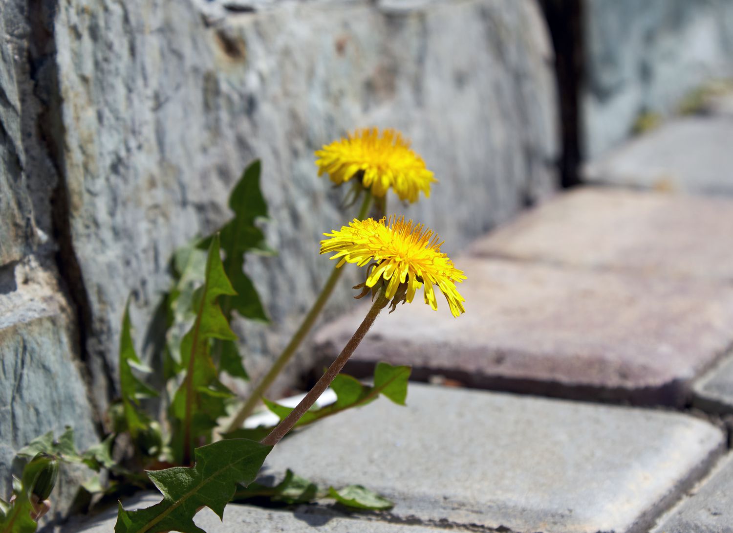 dandelions near a brick sidewalk