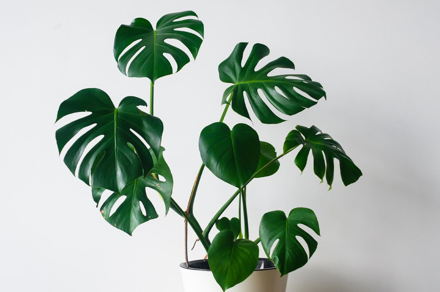 Split leaf monstera philodendron