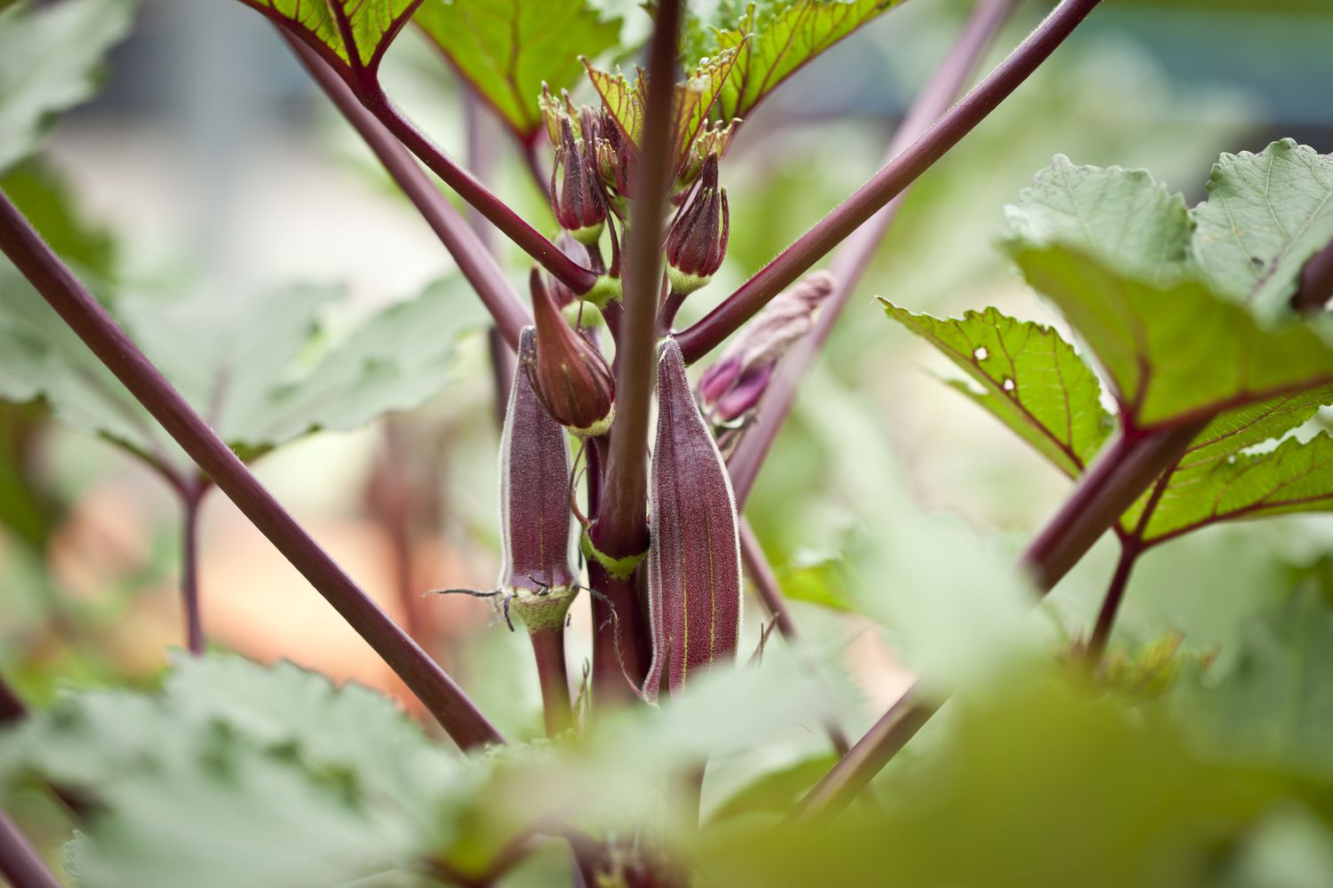 Red okra