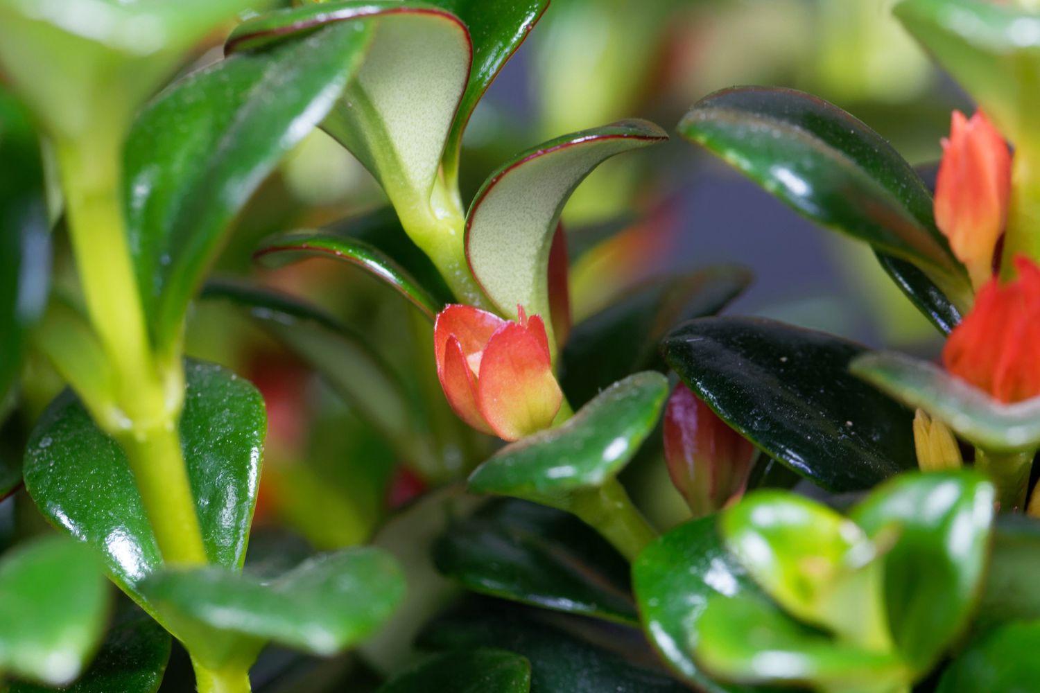 Goldfish plant flower, Nematanthus gregarious