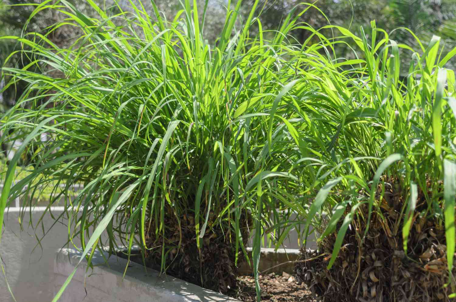 Lemon grass in a garden