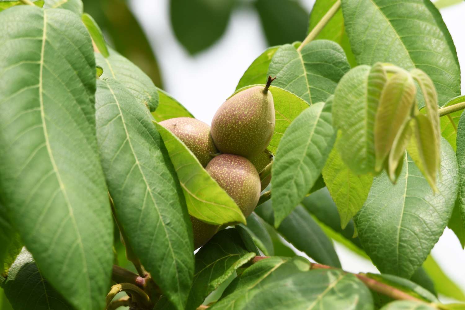 Heartnut tree branch with green foliage and cluster of heartnut fruits