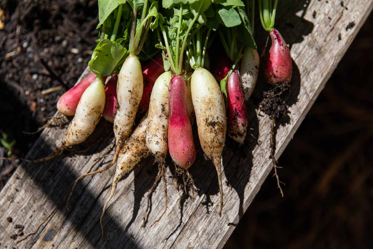 Radish bunches