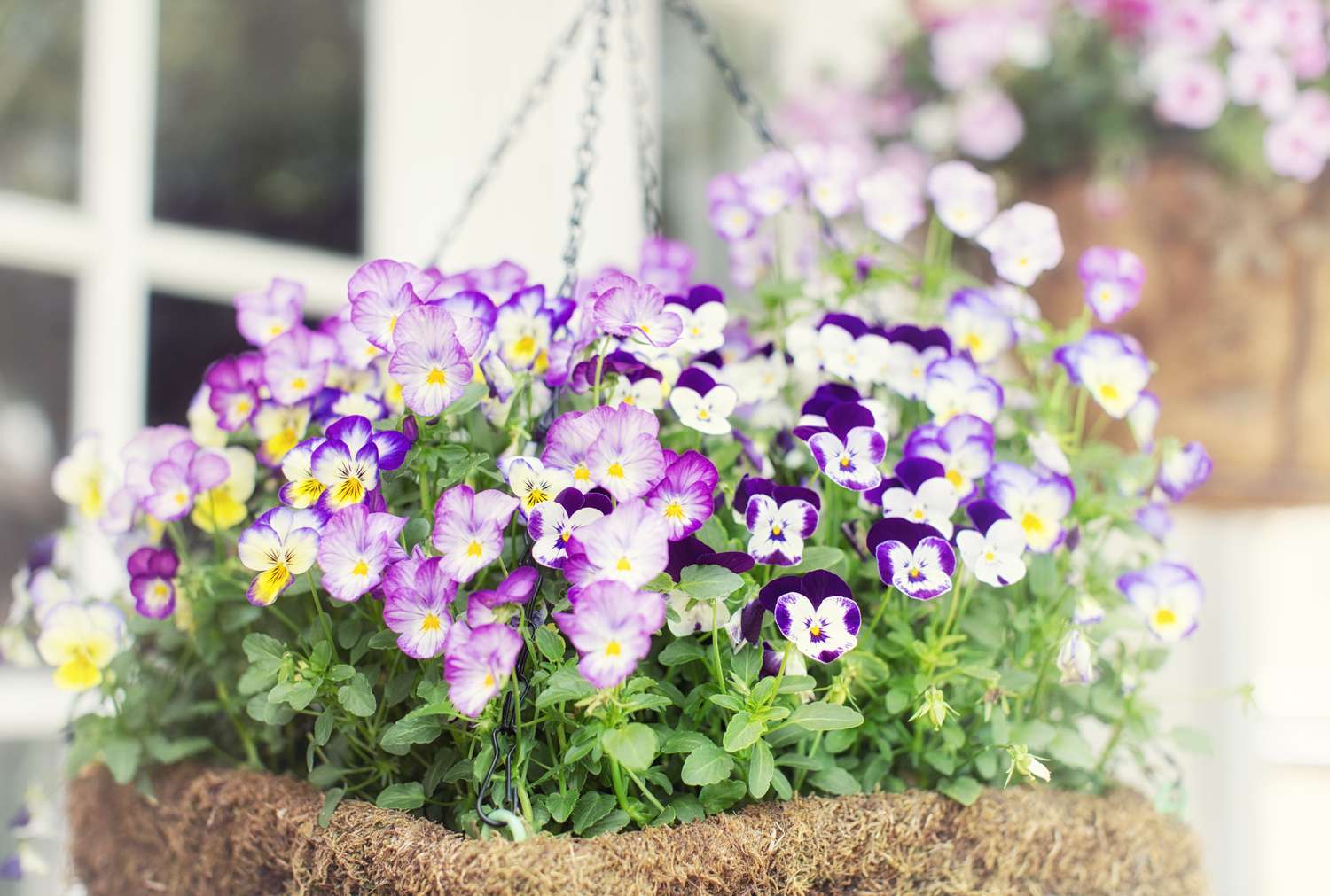 Colorful violas in hanging basket.
