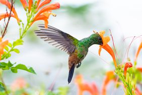 hummingbird and honeysuckle