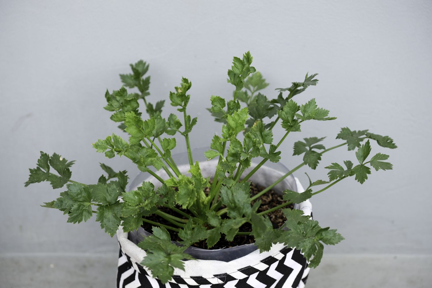 Potted green plant in a patterned container