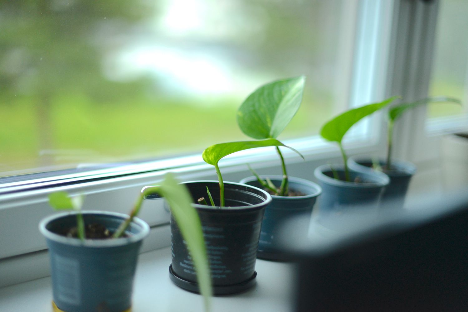 propagating golden pothos plants in a small pots in a wwindowsill