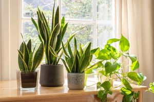 houseplants on desk in living room