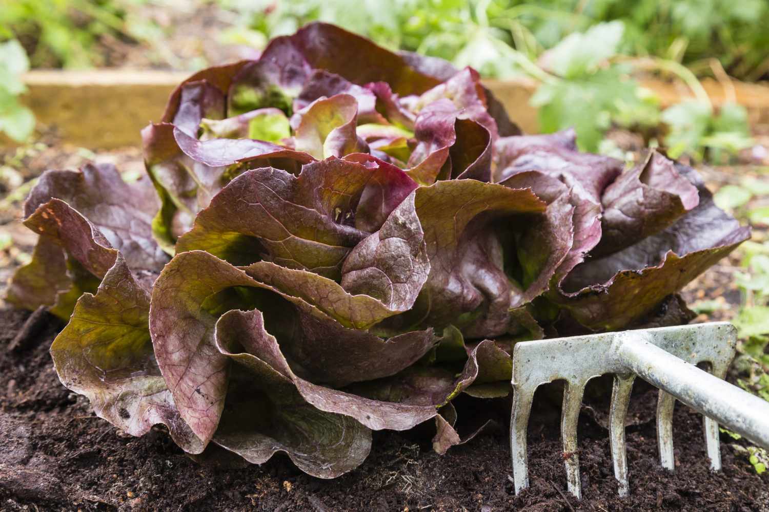 red oakleaf lettuce