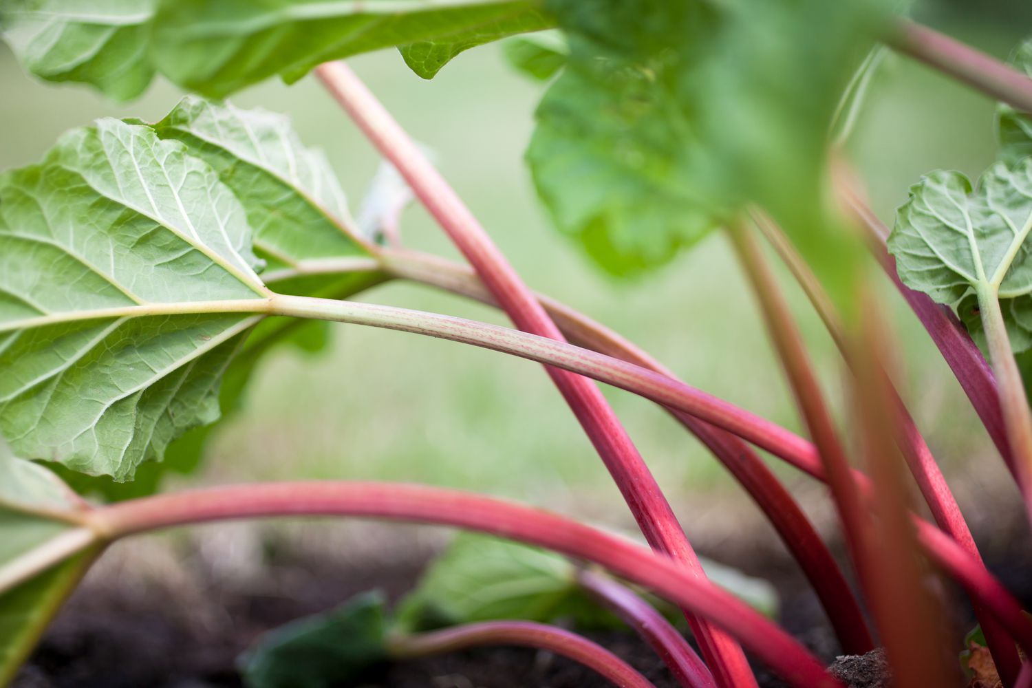 rhubarb growing in garden