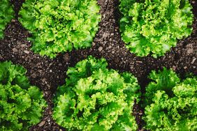 Lettuce growing in garden