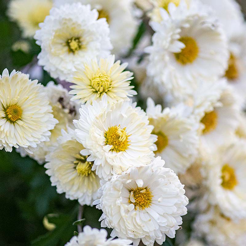 Old Fashioned chrysanthemum