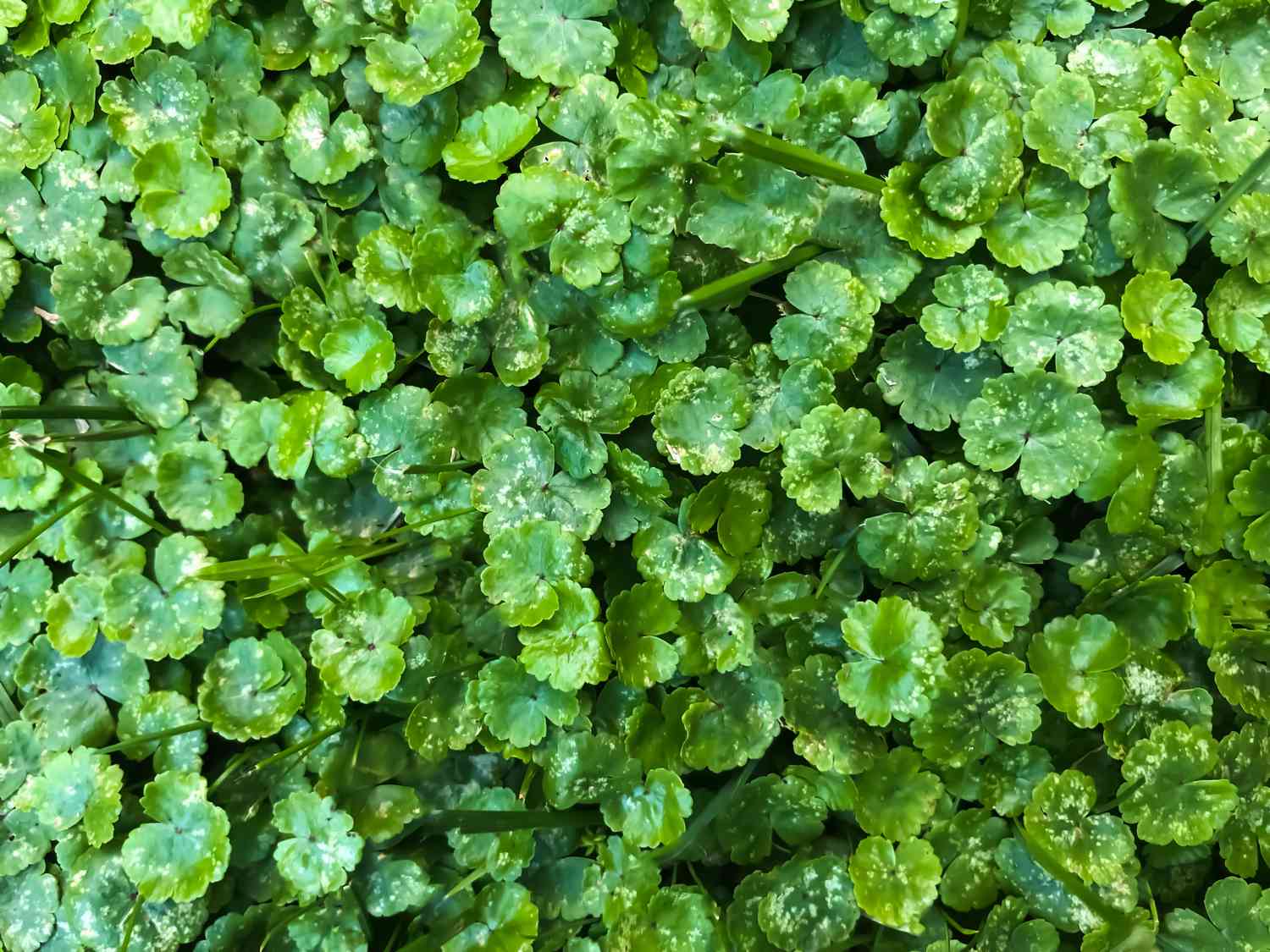 background of green wild dichondra repens ground cover