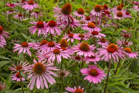Purple coneflowers, a North American species of flowering plant in the sunflower family