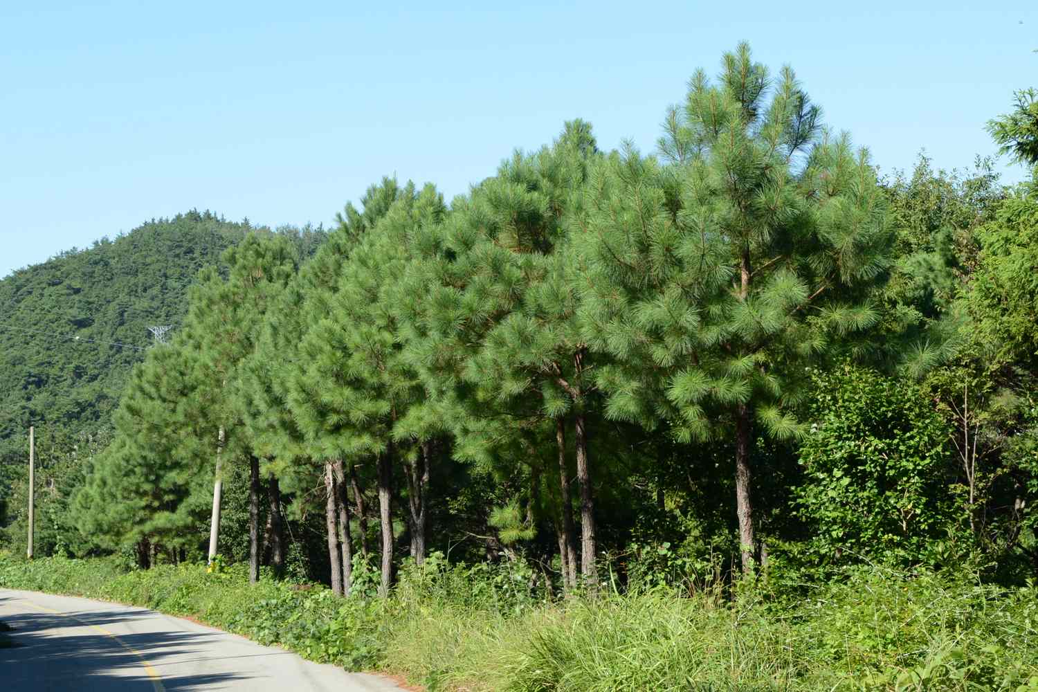 A row of trees alongside a road in a rural area