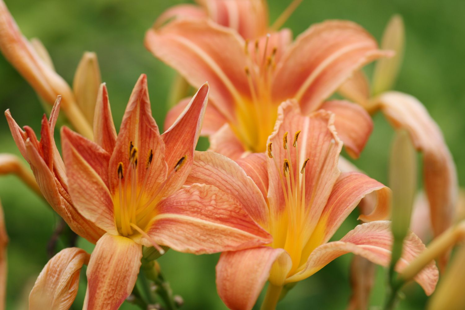Closeup of three daylilies in orange tones