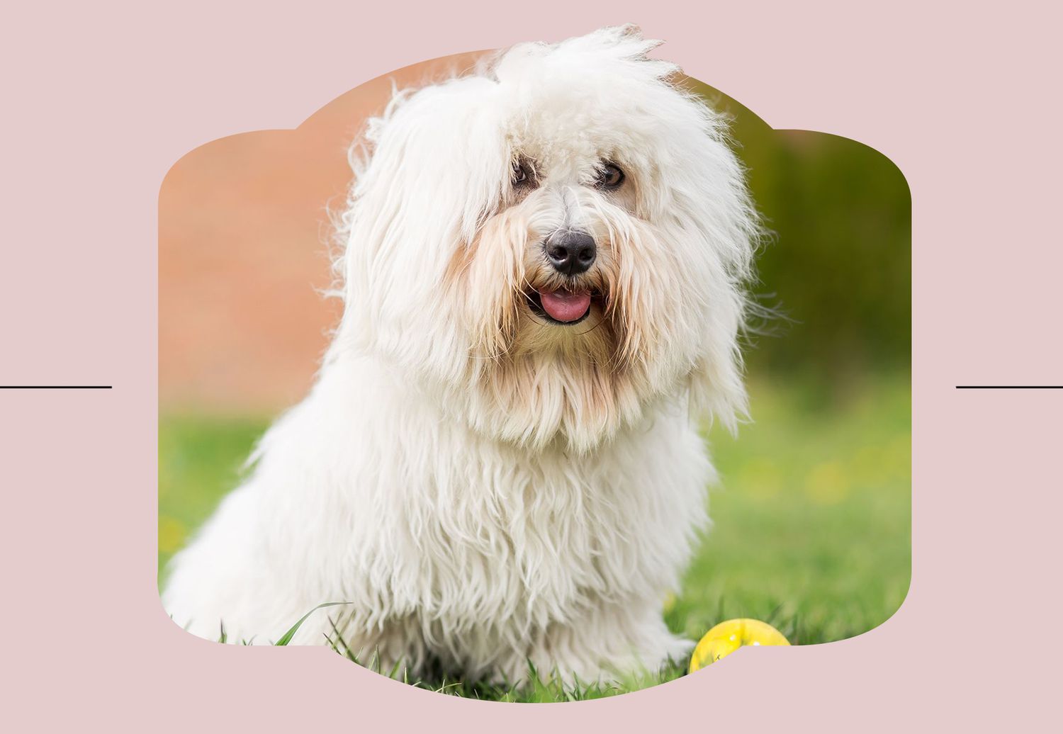 Coton De Tulear