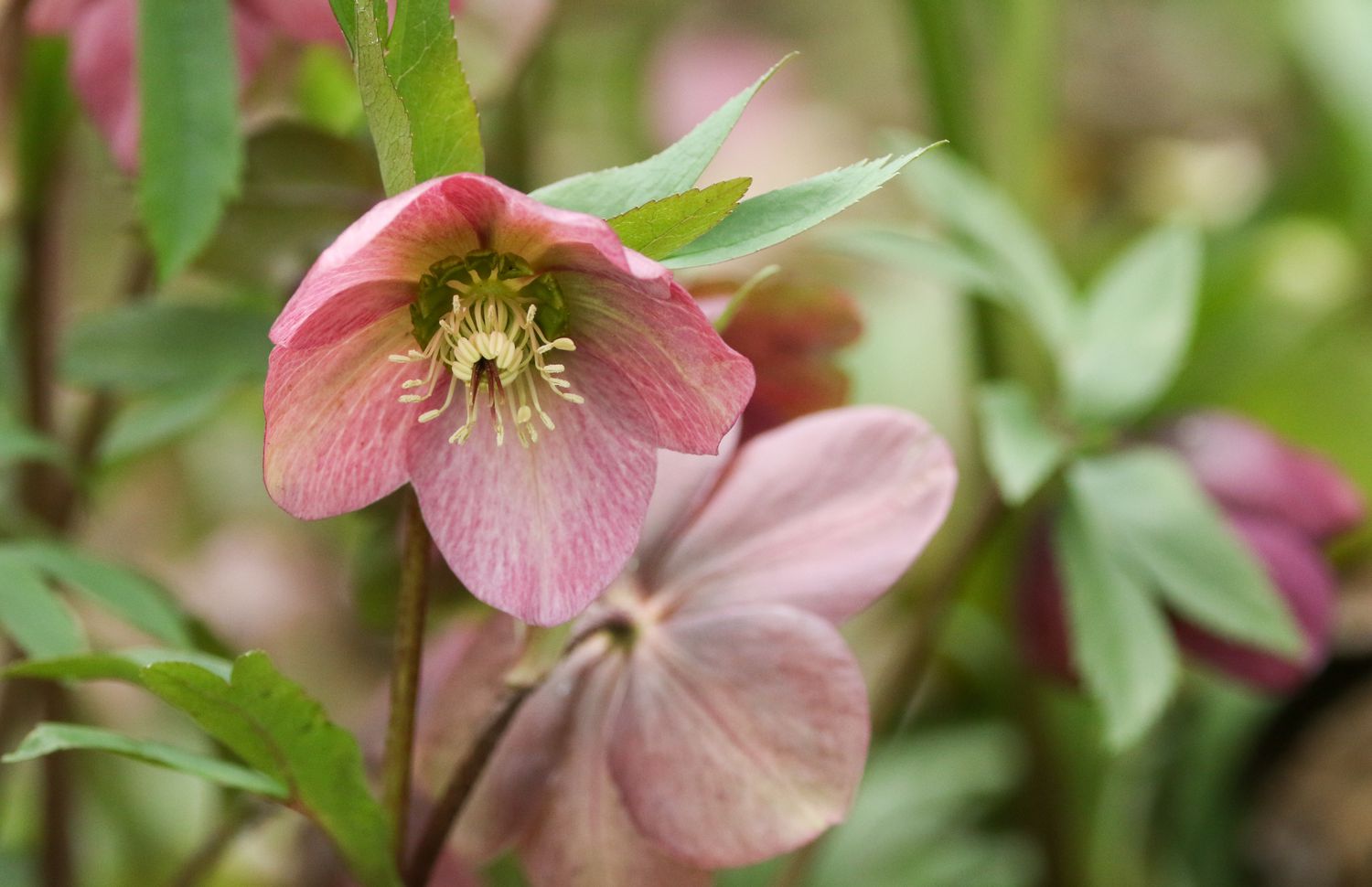 Pink Helleborus
